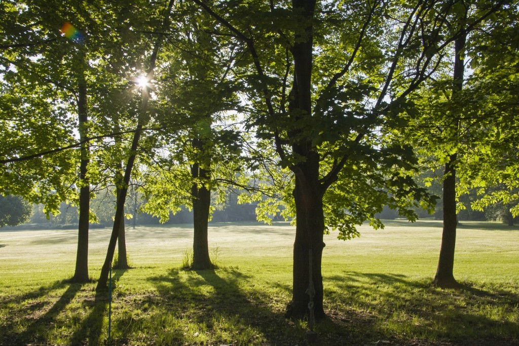 Saving trees by recycling paper Recycling of paper