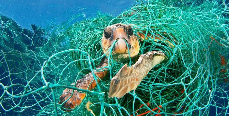 Tortoise in plastic trap  benefits of recycling